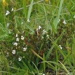 Euphrasia hirtella habit picture by Pierre LEON (cc-by-sa)