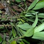 Myrsine coriacea habit picture by Nelson Zamora Villalobos (cc-by-nc)