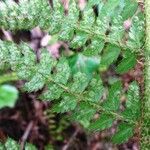 Polystichum setiferum flower picture by Alain Bigou (cc-by-sa)