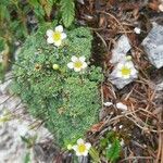 Saxifraga squarrosa leaf picture by Prins Udo (cc-by-sa)