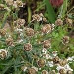 Achillea ptarmica fruit picture by Else Nolden (cc-by-sa)