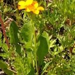 Erysimum odoratum habit picture by Daniel Sommeregger (cc-by-sa)