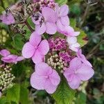 Hydrangea macrophylla flower picture by Simon James (cc-by-sa)