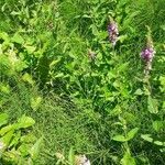 Stachys palustris habit picture by Boumlik Messaïli (cc-by-sa)