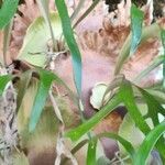 Platycerium alcicorne habit picture by Nadine beauchoux (cc-by-sa)