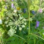 Aralia hispida flower picture by Frederic Laroche (cc-by-sa)