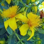 Hypericum kalmianum flower picture by K O (cc-by-sa)