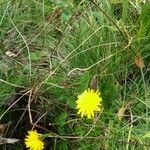 Taraxacum palustre leaf picture by Margret Brooks (cc-by-sa)