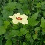 Hibiscus ovalifolius flower picture by Mbise Innocent (cc-by-sa)