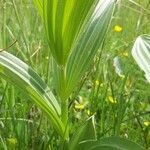 Veratrum album leaf picture by Eric Bossard (cc-by-sa)