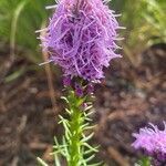 Liatris punctata flower picture by ben vc (cc-by-sa)