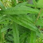 Asclepias tuberosa leaf picture by William Coville (cc-by-sa)