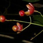 Chrysochlamys glauca fruit picture by Nelson Zamora Villalobos (cc-by-nc)