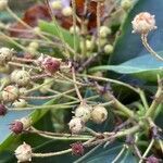 Kalmia latifolia fruit picture by guinnevere lowe (cc-by-sa)