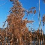 Phragmites australis fruit picture by Ernst Fürst (cc-by-sa)