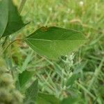 Chenopodium ficifolium leaf picture by Benoît Nennig (cc-by-sa)