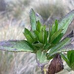 Baccharis prunifolia leaf picture by Fabien Anthelme (cc-by-sa)