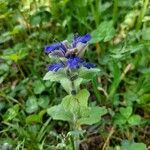 Ajuga genevensis habit picture by Sabin Poenariu (cc-by-sa)