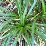 Eryngium paniculatum habit picture by Daniel Barthelemy (cc-by-nc)