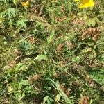 Potentilla grandiflora habit picture by Francois Mansour (cc-by-sa)