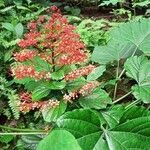 Clerodendrum paniculatum flower picture by anilkumar ayyappan (cc-by-sa)