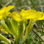 Erysimum duriaei flower picture by Fabien Anthelme (cc-by-sa)