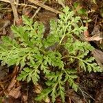 Botrychium australe leaf picture by Brett Bissell someguy (cc-by-sa)