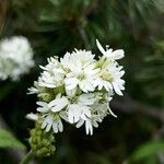 Silene roemeri flower picture by iBushcrafter (cc-by-sa)