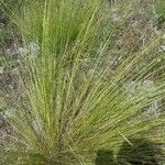 Stipa capillata leaf picture by BERTHELOT (cc-by-sa)