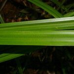 Becquerelia cymosa leaf picture by Nelson Zamora Villalobos (cc-by-nc)