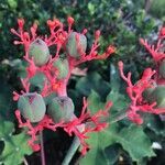 Jatropha podagrica flower picture by Felix Manzueta (cc-by-sa)