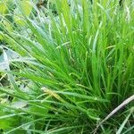 Sesleria caerulea leaf picture by Vráblová Veronika (cc-by-sa)