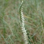 Spiranthes spiralis flower picture by Sylvain Piry (cc-by-sa)