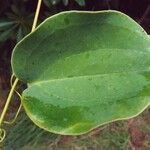 Smilax anceps leaf picture by S. Dufour-Kowalski (cc-by-sa)