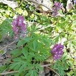 Corydalis cava habit picture by Roman Cyrul (cc-by-sa)