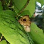 Aristolochia macrophylla flower picture by eLJot (cc-by-sa)