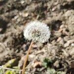 Taraxacum rubicundum fruit picture by Eva Marina (cc-by-sa)