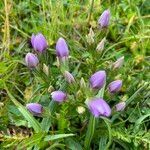 Gentianella aspera flower picture by Kampf Robert (cc-by-sa)