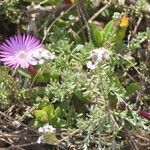 Ruschia rubricaulis flower picture by Maarten Vanhove (cc-by-sa)