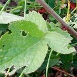 Raphanus raphanistrum leaf picture by etienne copeaux (cc-by-sa)