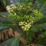 Ocotea dendrodaphne habit picture by Nelson Zamora Villalobos (cc-by-nc)