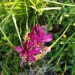 Onobrychis viciifolia flower picture by Ezio sacchi (cc-by-sa)