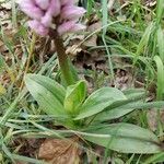 Orchis simia leaf picture by Patrick Carteret (cc-by-sa)