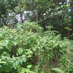 Mussaenda arcuata habit picture by H. Goëau (cc-by-sa)