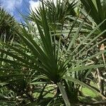 Pandanus utilis habit picture by Daniel Barthelemy (cc-by-nc)