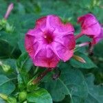 Mirabilis jalapa flower picture by Shehadi Ramiz (cc-by-sa)