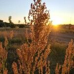 Rumex thyrsiflorus flower picture by Bihi (cc-by-sa)