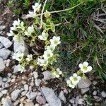 Saxifraga caesia flower picture by Sara Musmeci (cc-by-sa)