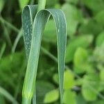 Dianthus giganteus d'urv. leaf picture by Stefana Popova (cc-by-sa)