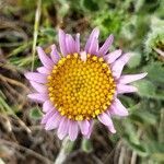 Erigeron poliospermus flower picture by Ethan Greer (cc-by-sa)